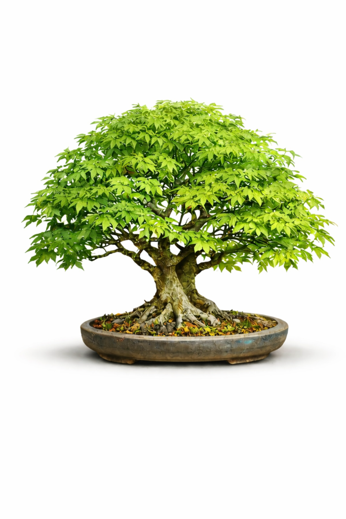 Japanese Maple bonsai in full green leaf display showing healthy growth and refined structure