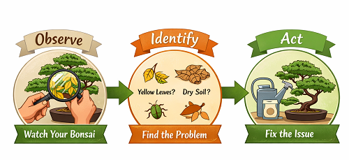 Infographic showing three steps for bonsai care — Observe → Identify → Act — illustrating a person examining a bonsai tree, recognizing problems like yellow leaves or dry soil, and then fixing the issue by watering and caring for the plant.